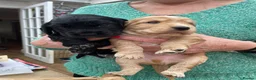 Cocker Spaniel dogs for sale: Golden Cocker spaniel boy KC reg - Ready to leave - Advert 6