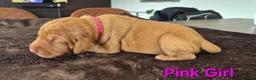 Hungarian Vizsla dogs for sale: Hungarian Wirehaired Vizsla - Advert 16