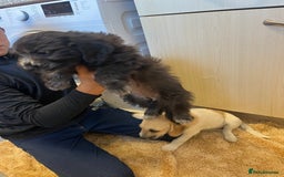 Jackapoo dogs for sale: Poodle x ready now  - Image 6