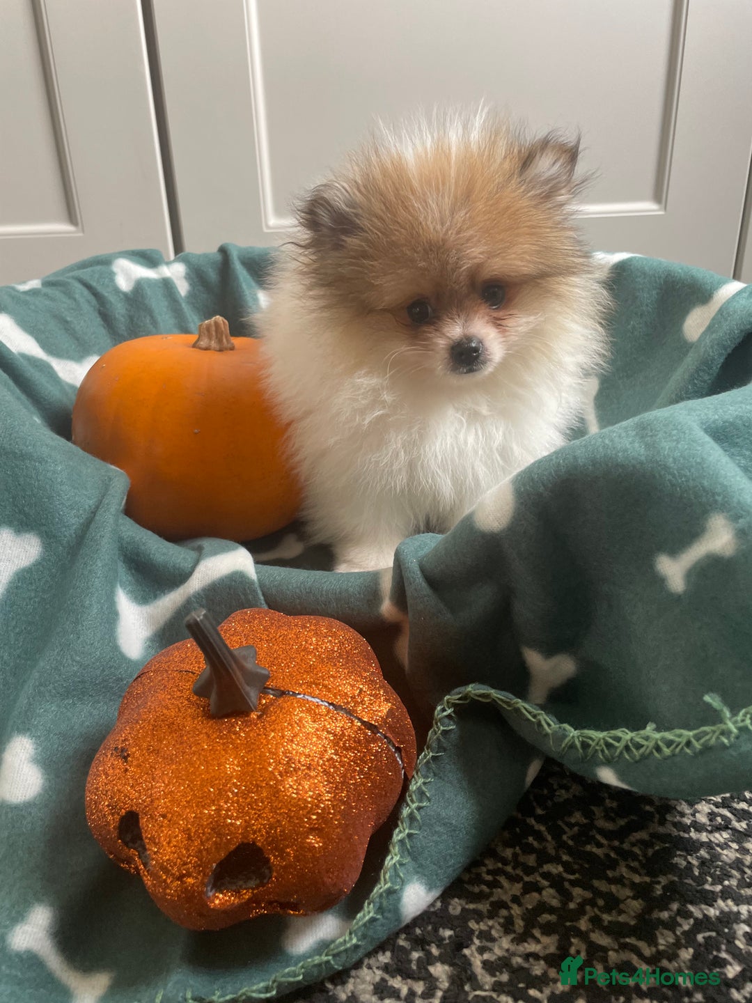 Pomeranian dogs for sale: Fluffy Pomeranian puppies - Image 9