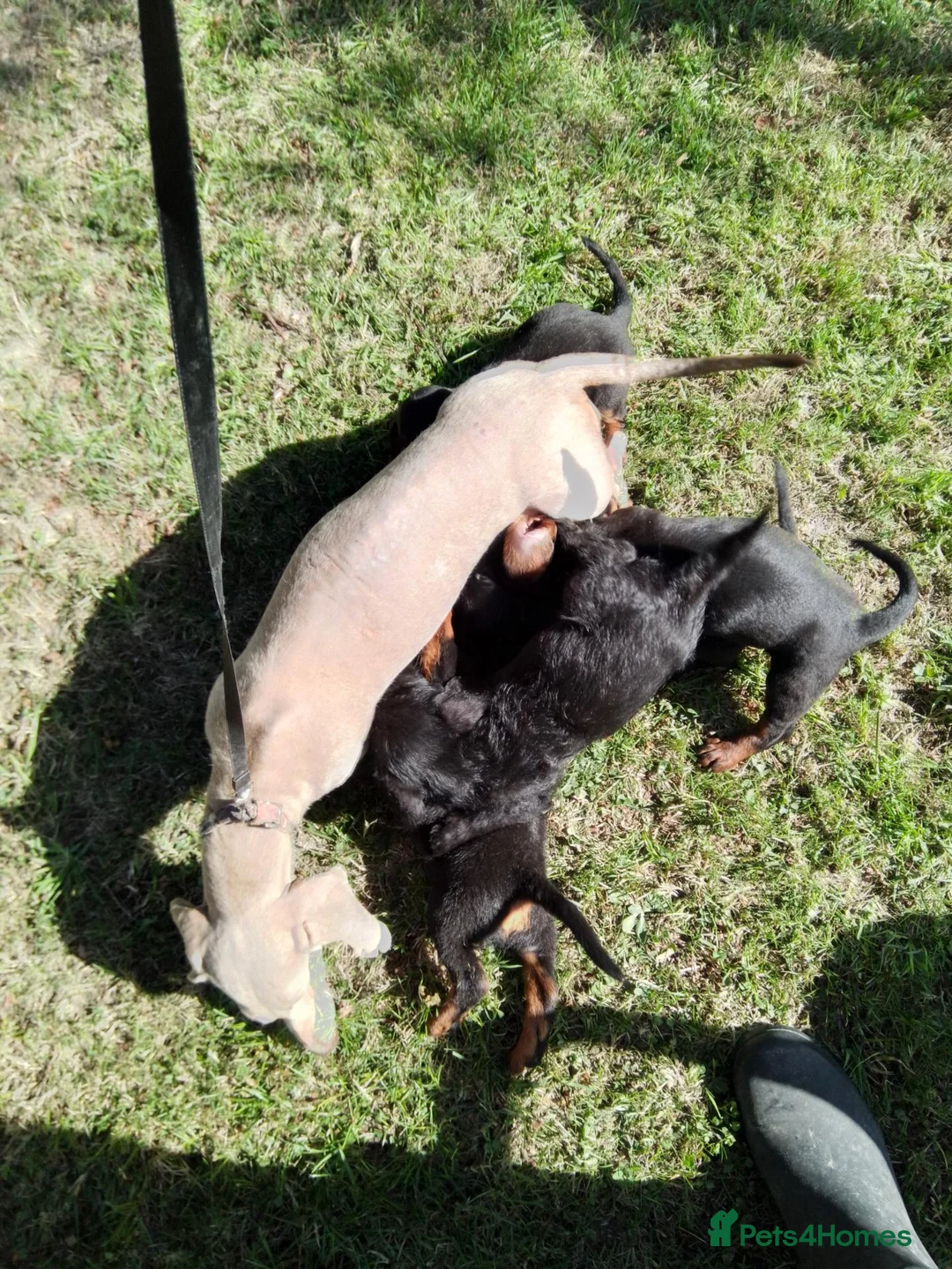 Doxiepoo dogs for sale: Daxiepoos 5 gorgeous pups  in Sturminster Newton - Advert 1