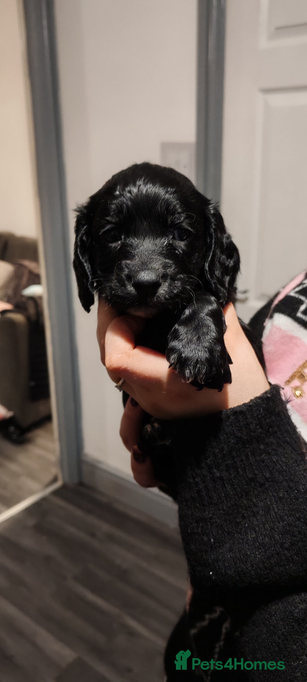 Sprocker dogs for sale: sprocker puppies black girl 1 left - Advert 1