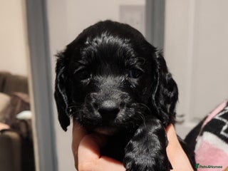 Sprocker dogs sprocker puppies black girl 1 left - Advert 1