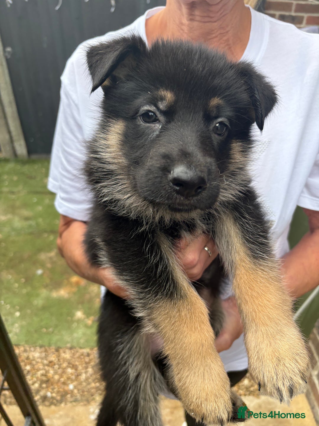 German Shepherd dogs for sale: German Shepard puppies  - Image 8