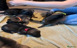 German Shepherd dogs for sale: 4 beautiful German shepherd fur babies  - Image 12