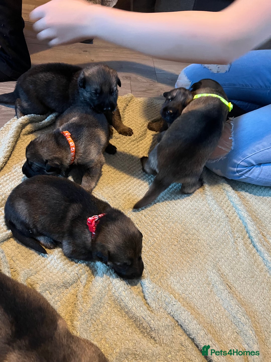 German Shepherd dogs for sale: 4 beautiful German shepherd fur babies  - Image 12