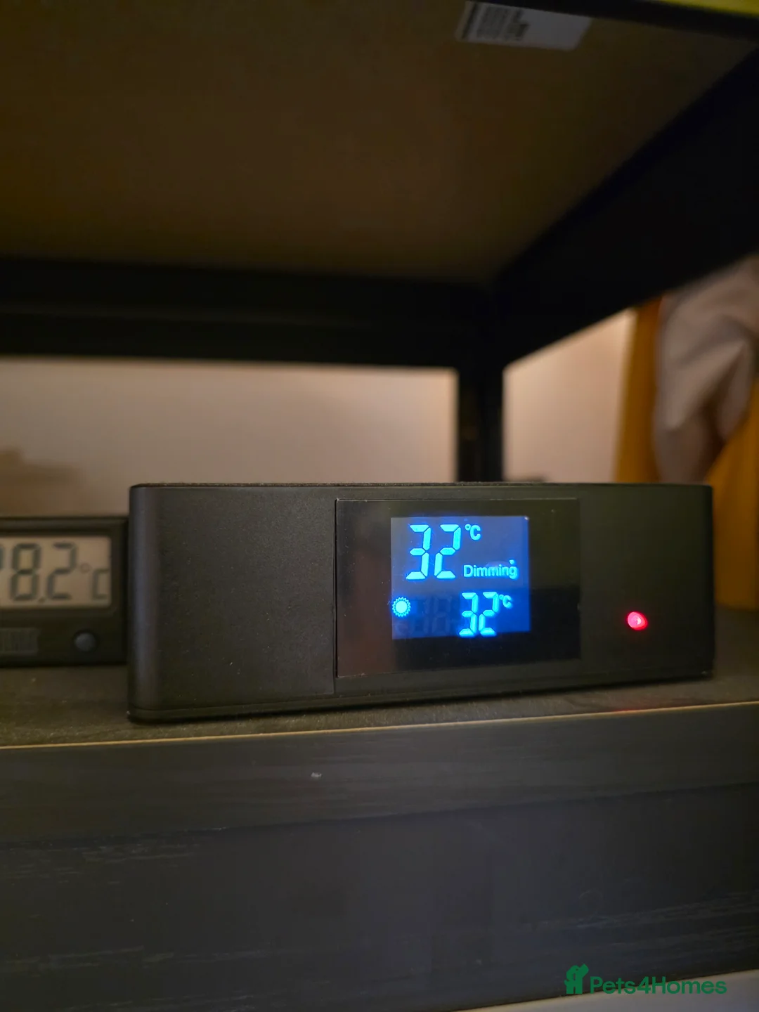 Leopard Gecko reptiles for sale: Leopard gecko and enclosure  - Advert 6