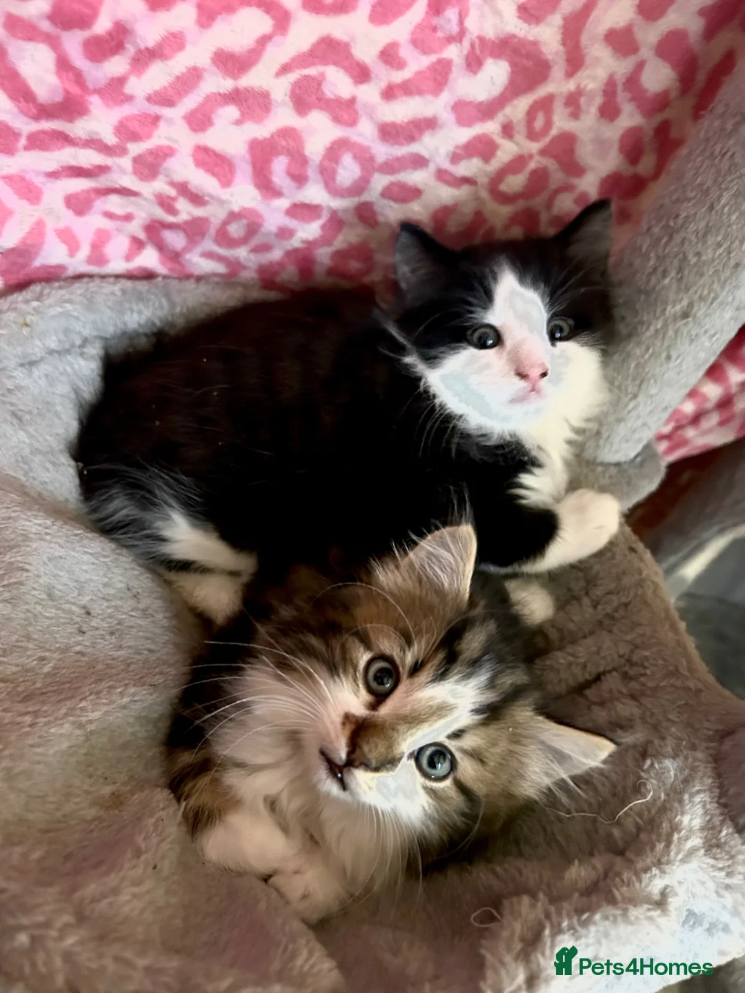 Maine Coon cats for sale: Kittens in Leicester - Advert 1