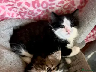 Maine Coon cats Kittens - Advert 16