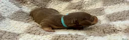 Miniature Dachshund dogs for sale: 🐾 STUNNING DNA TEST MINIATURE DACHSHUND PUPPIES  - Advert 16