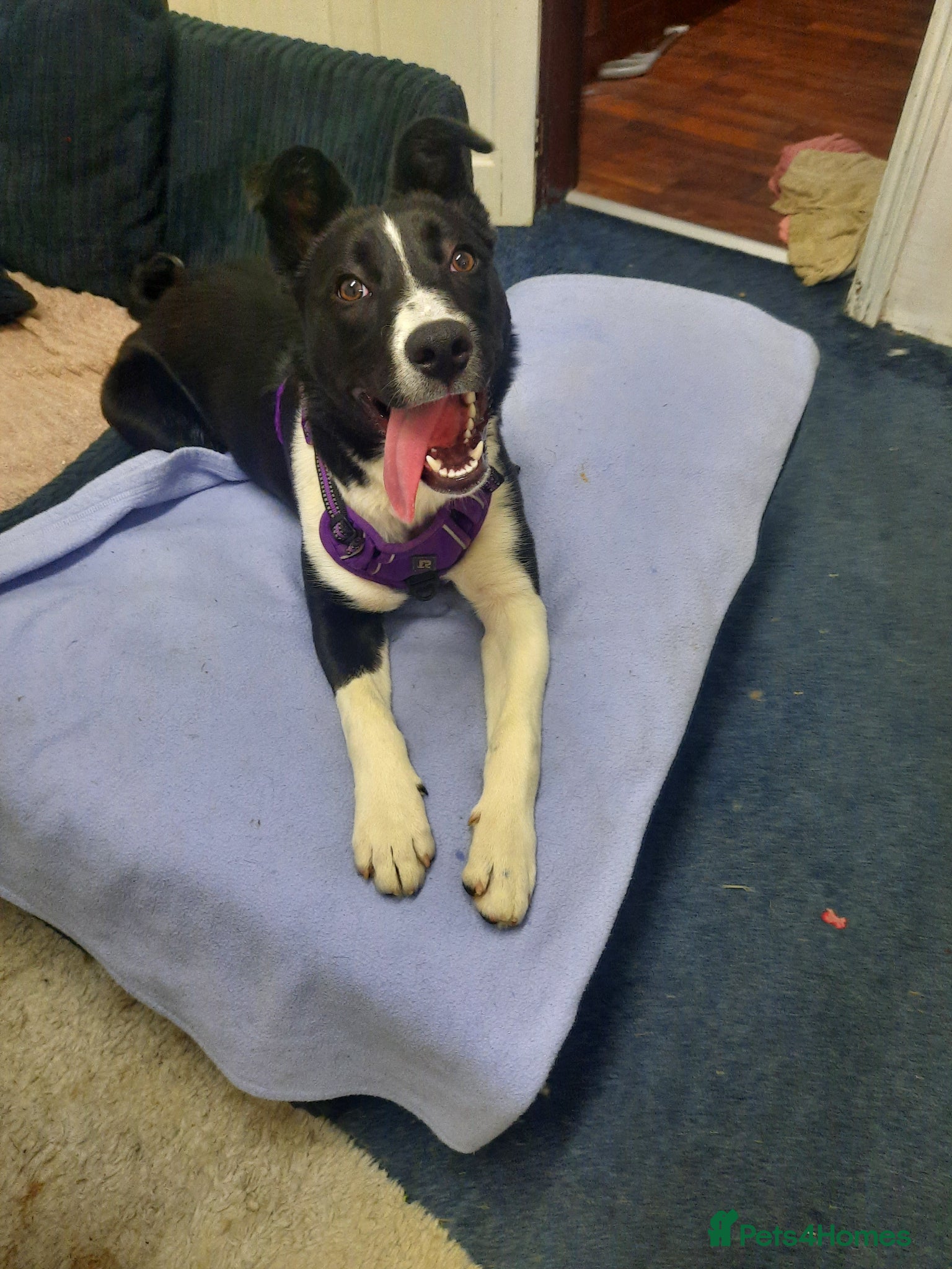 Border Collie dogs Collie girl pup  - Advert 7