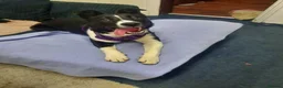Border Collie dogs for sale: Collie girl pup  - Advert 1