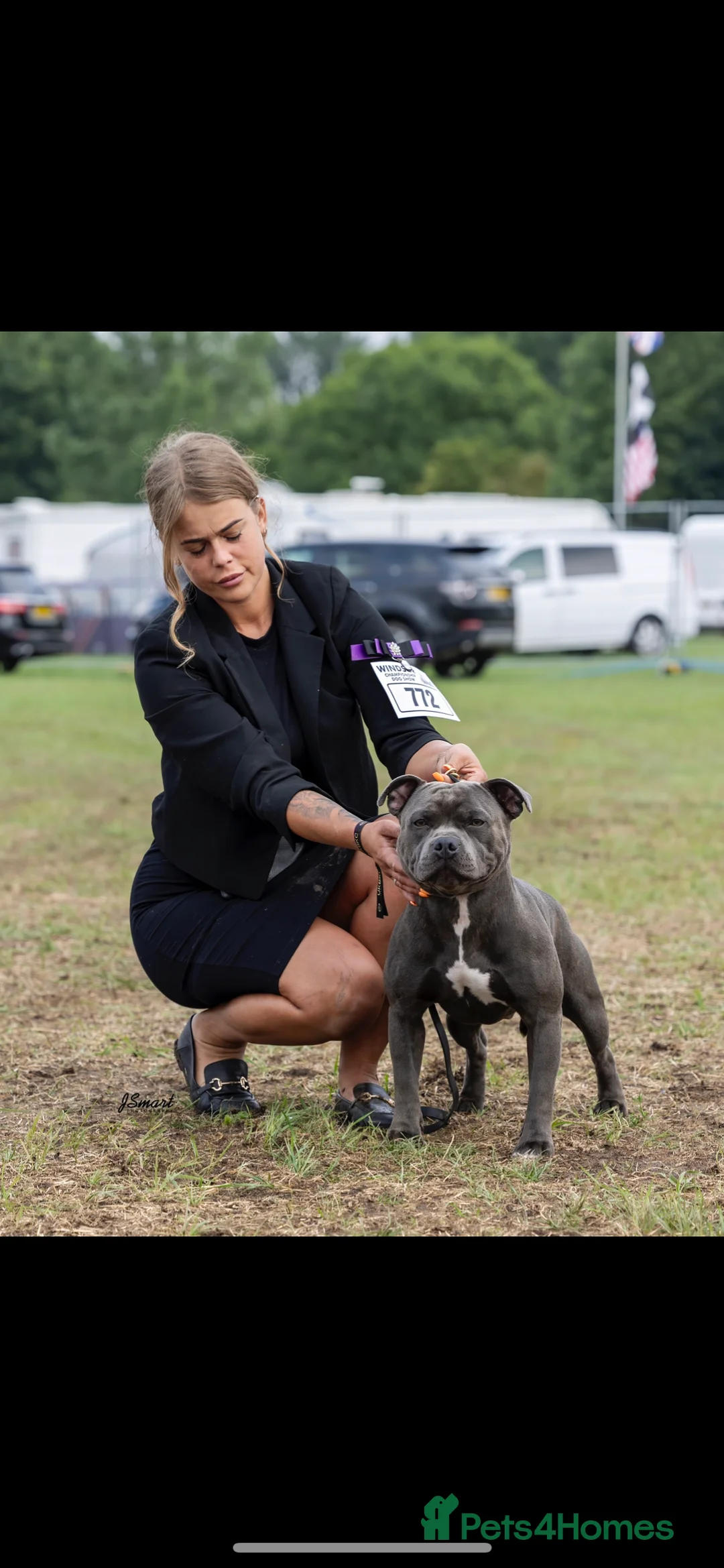 Staffordshire Bull Terrier dogs for stud: 📣THE 🔝 PRODUCING BLACK BLUE GENE CHAMPION IN UK  in Faversham - Advert 7