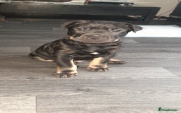 Mixed Breed dogs for sale: Staffy cross German shepherd/Shar-pei  - Image 1