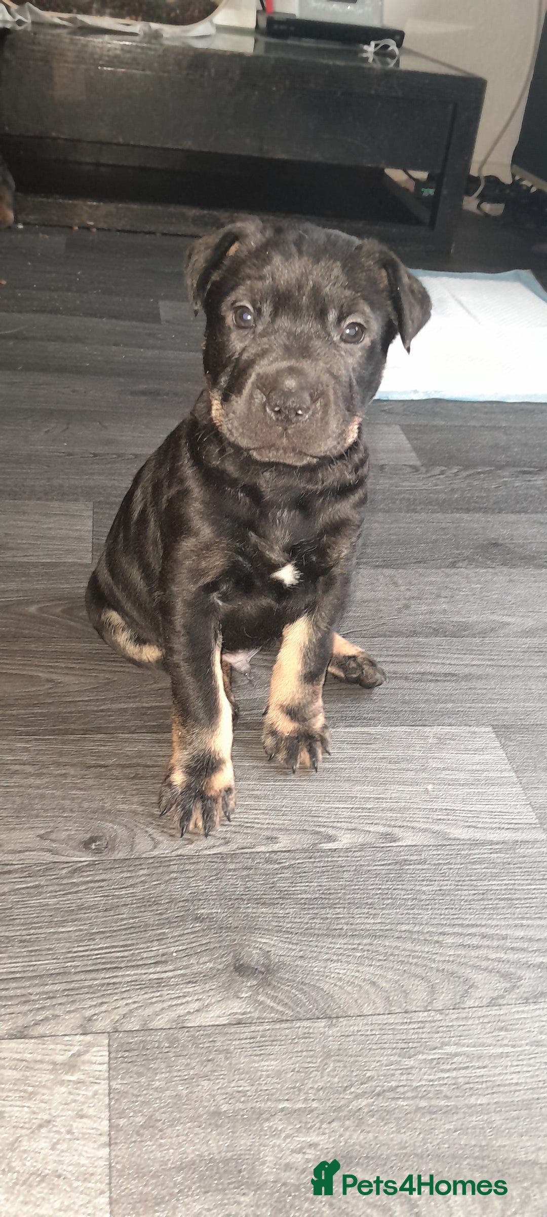 Mixed Breed dogs for sale: Staffy cross German shepherd/Shar-pei  - Image 1