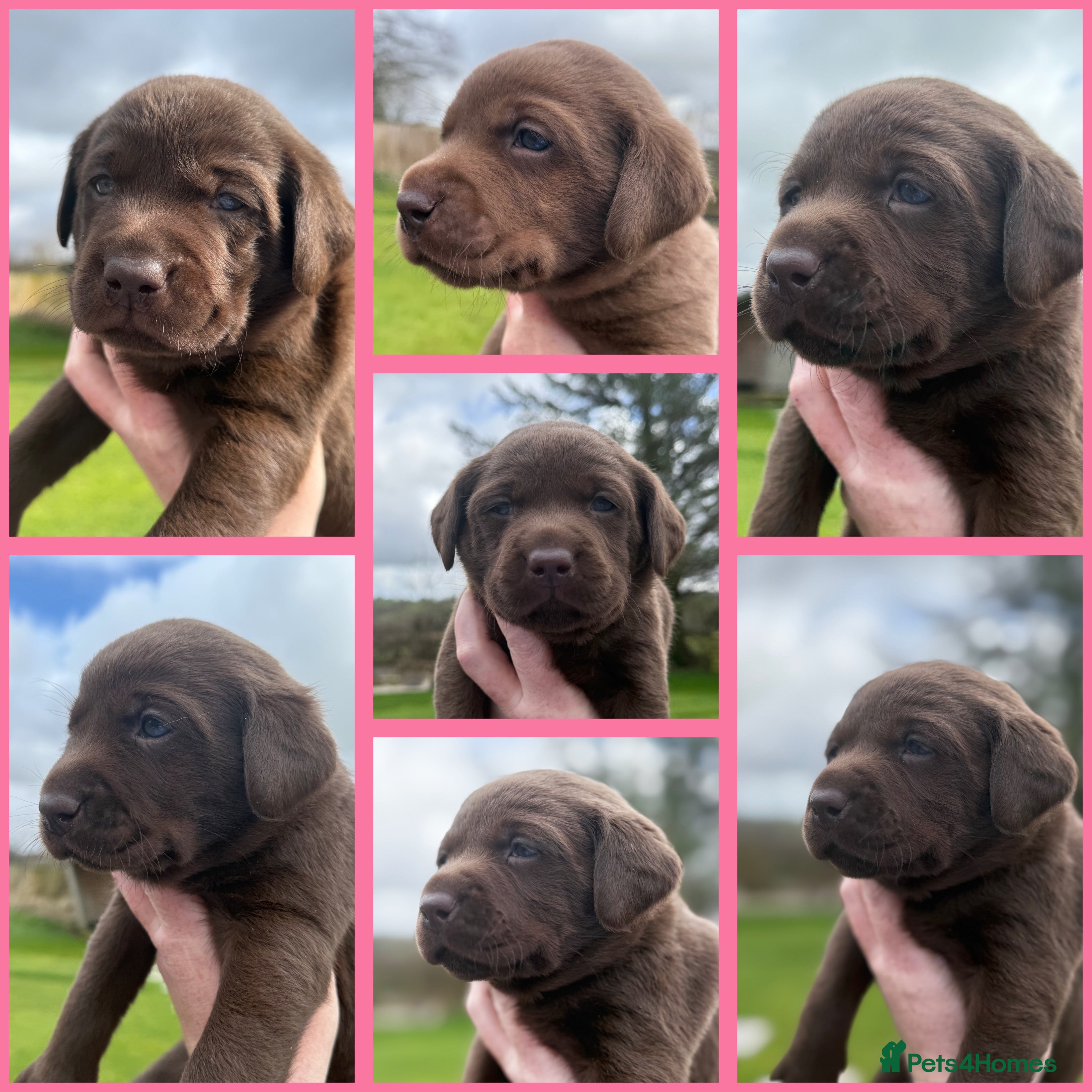 Labrador Retriever dogs Stunning choc lab pups  . 5🌟 Health status  - Advert 7