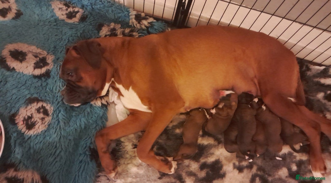 Boxer dogs BOXER KC REGISTERED PUPPIES AVAILABLE  - Advert 1