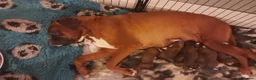 Boxer dogs for sale: BOXER KC REGISTERED PUPPIES AVAILABLE  - Advert 1