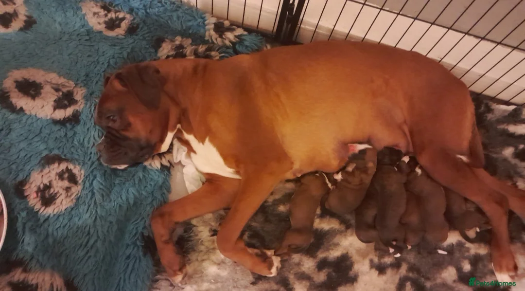 Boxer dogs for sale: BOXER KC REGISTERED PUPPIES AVAILABLE  - Advert 1