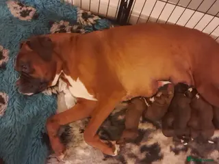 Boxer dogs BOXER KC REGISTERED PUPPIES AVAILABLE - Advert 3