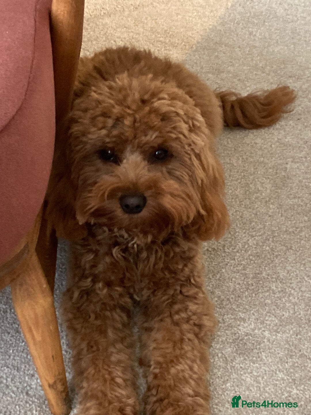 Cavapoo dogs for sale: TOY CAVAPOO DNA TESTED PARENTS AND GRANDPARENTS  - Image 38