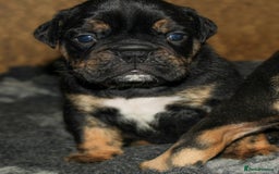 Olde English Bulldogge dogs for sale: Olde English Bulldog puppies - Image 20