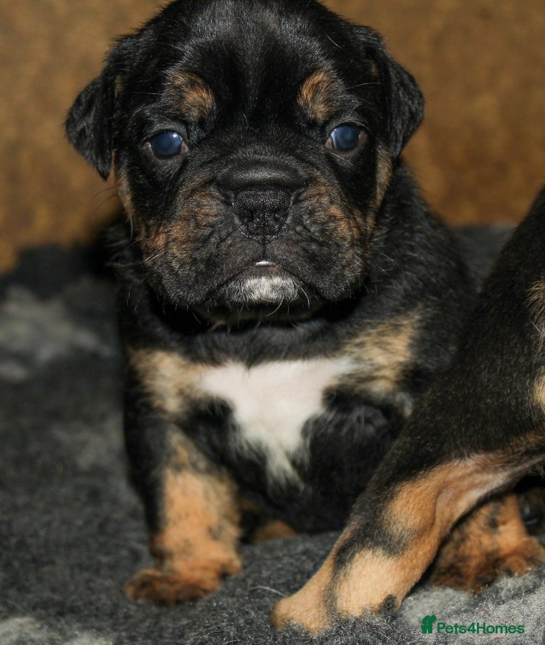Olde English Bulldogge dogs for sale: Olde English Bulldog puppies - Image 20
