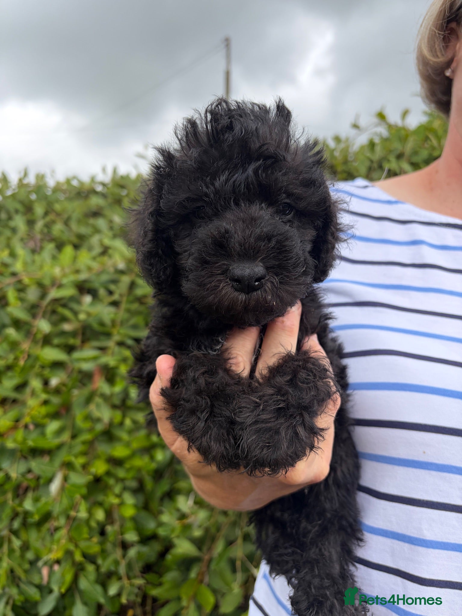 Bedlington Terrier dogs Quality Bedlington Terrier Puppies Available - Advert 7
