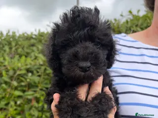 Bedlington Terrier dogs Quality Bedlington Terrier Puppies Available - Advert 11