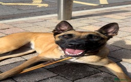 Belgian Shepherd Dog dogs for sale: Belgian Malinois in Leeds - Image 6