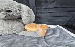 Continental Giant rabbits for sale: Giant french lops  - Image 2