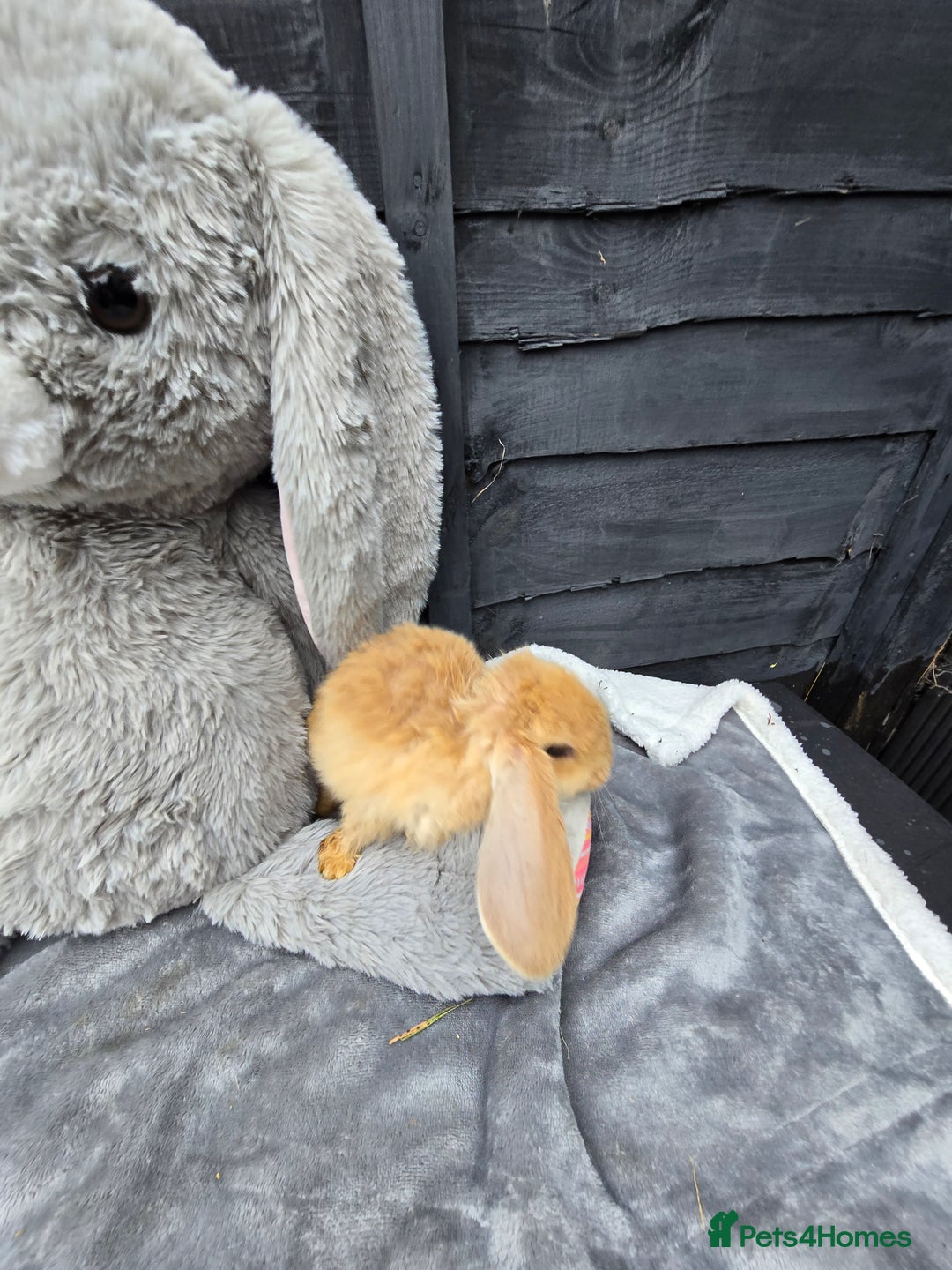 Continental Giant rabbits for sale: Giant french lops  - Image 2