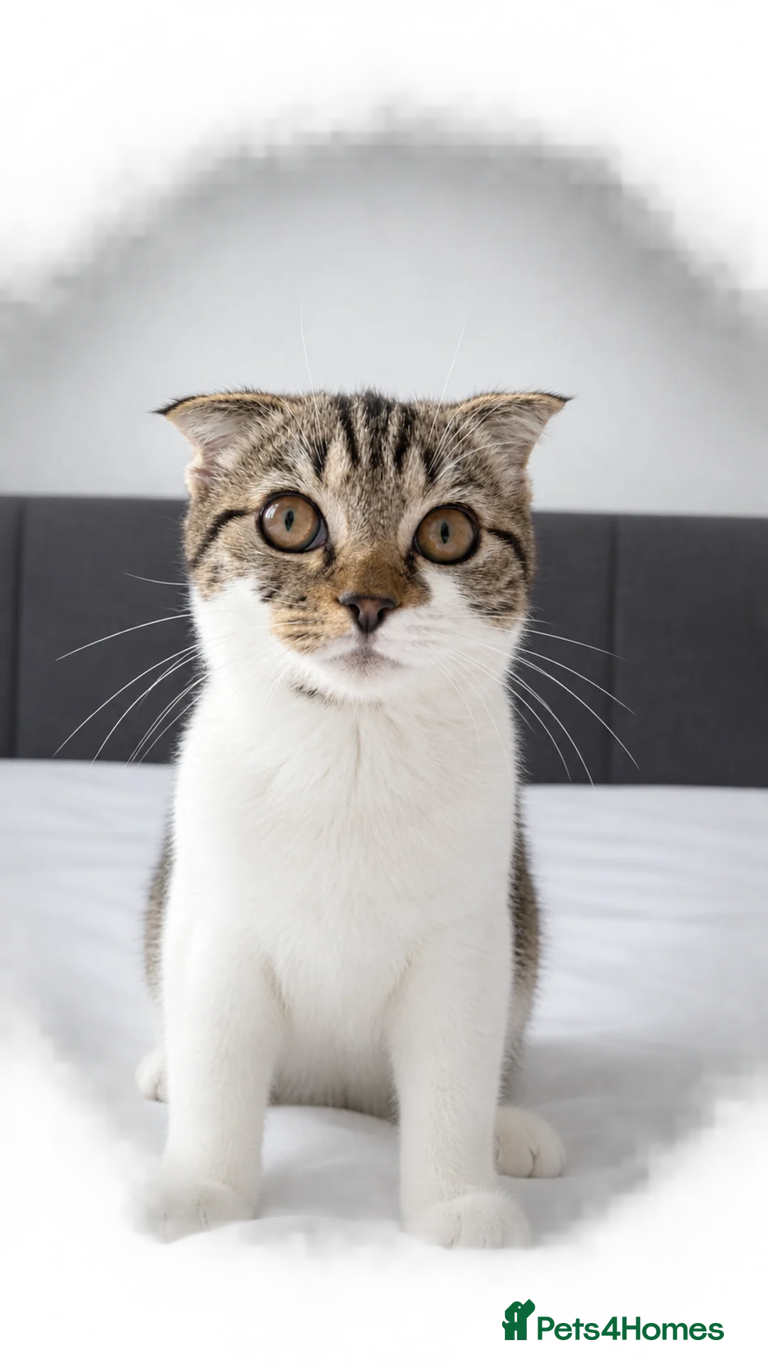 Scottish Fold cats for sale: Scottish fold short hair kitten in Northampton - Advert 2