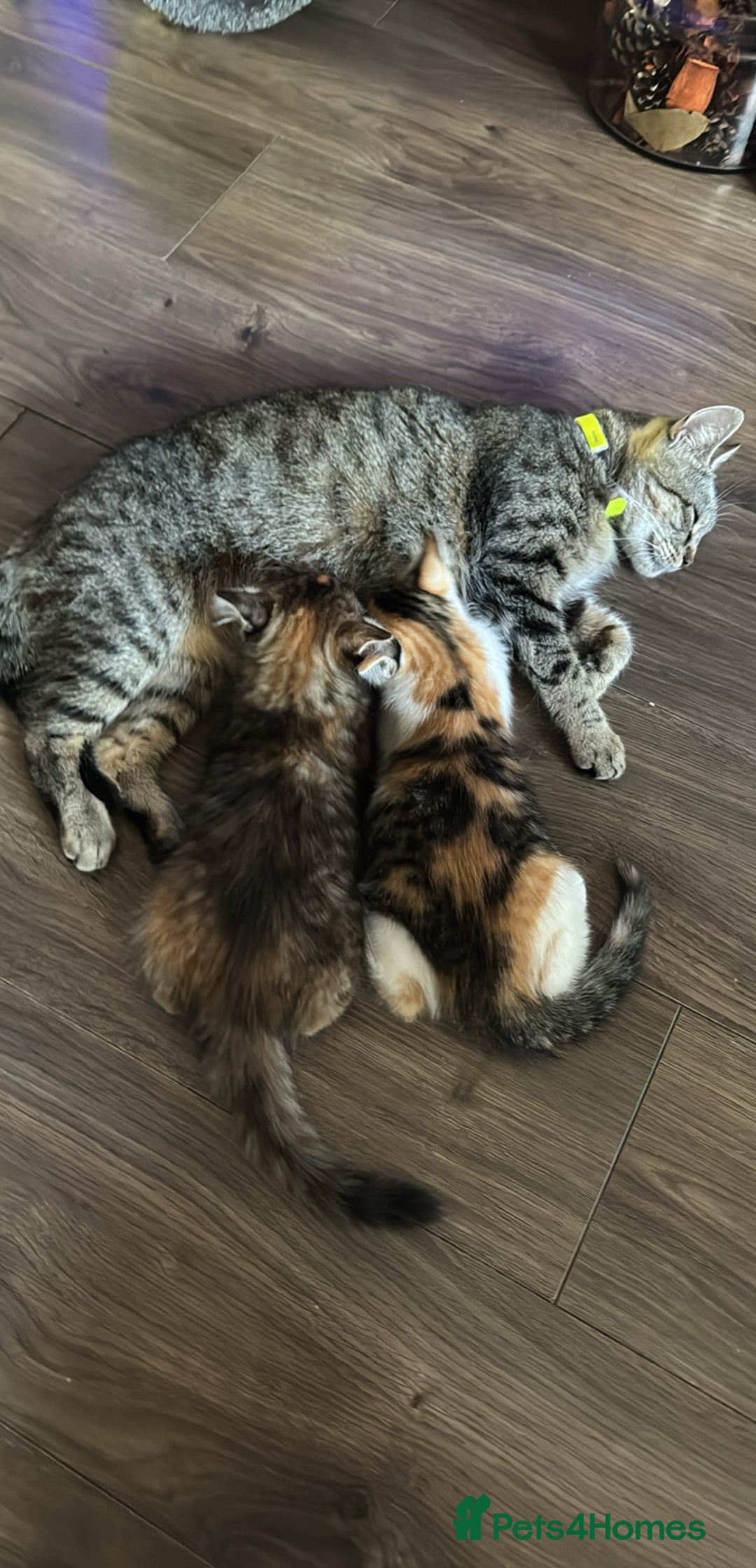 Mixed Breed cats for sale: STUNNING MULTICOLOURED KITTEN !!! - Image 14