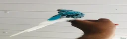 Budgerigars birds for sale: Beautiful semi hand tame exhibition budgies. - Advert 9