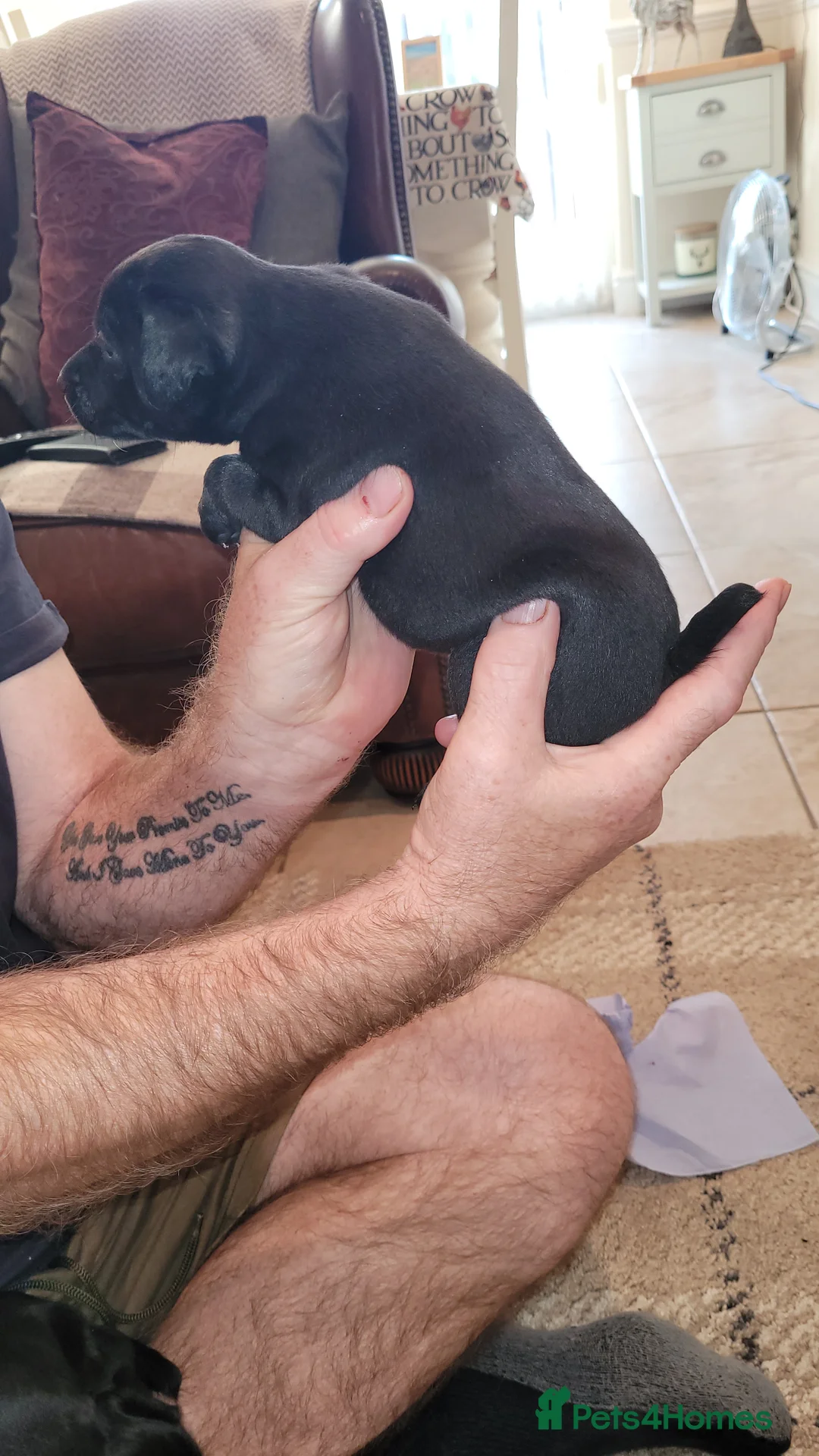 Patterdale Terrier dogs for sale: 4 left of a litter of 7 - Advert 2