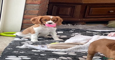 Cavalier King Charles Spaniel dogs - Advert 12