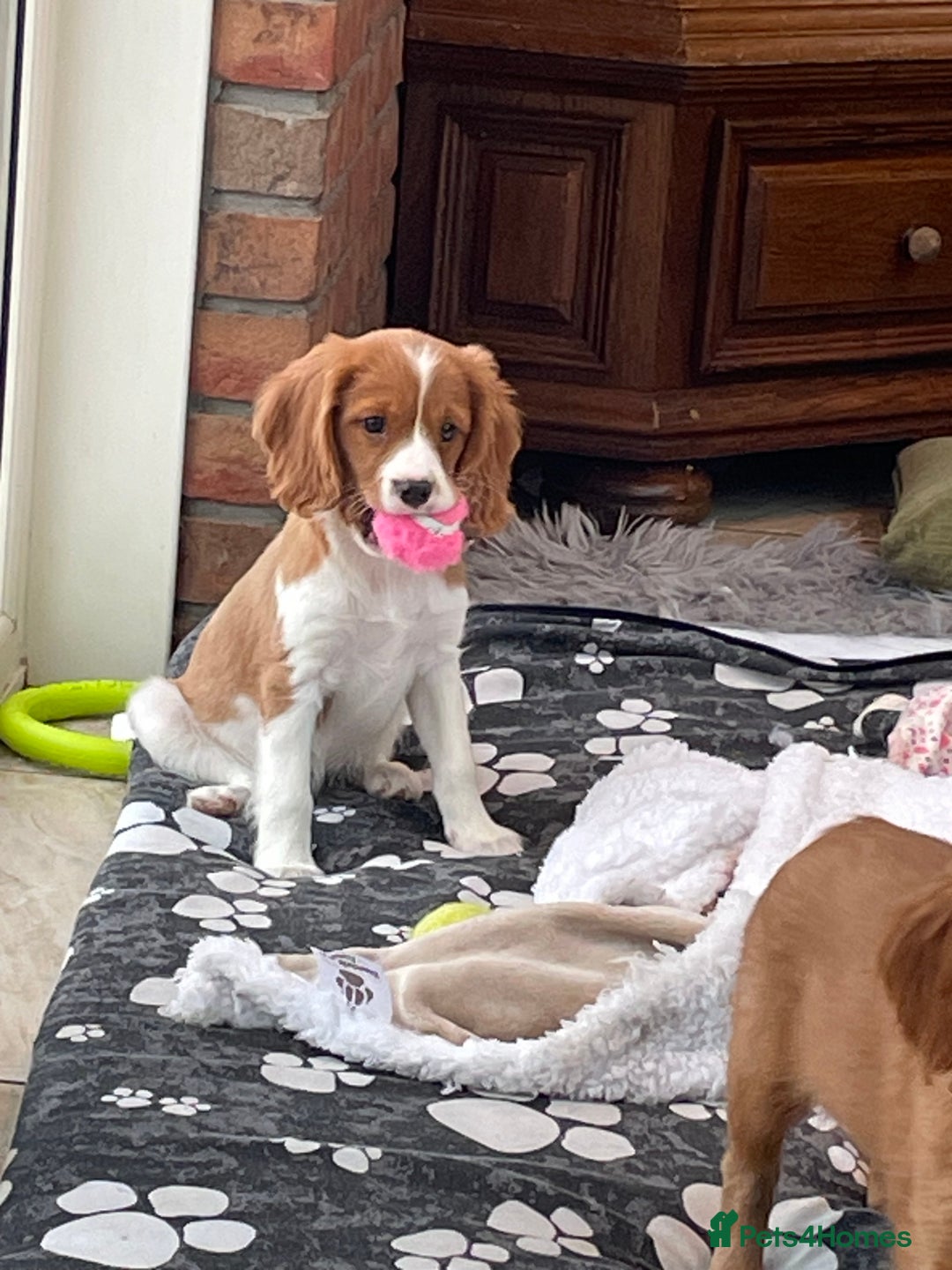 Cavalier King Charles Spaniel dogs for sale: Stunning girls and boys - Image 2