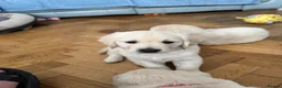 Golden Retriever dogs for sale: Little boy blue  - Advert 1