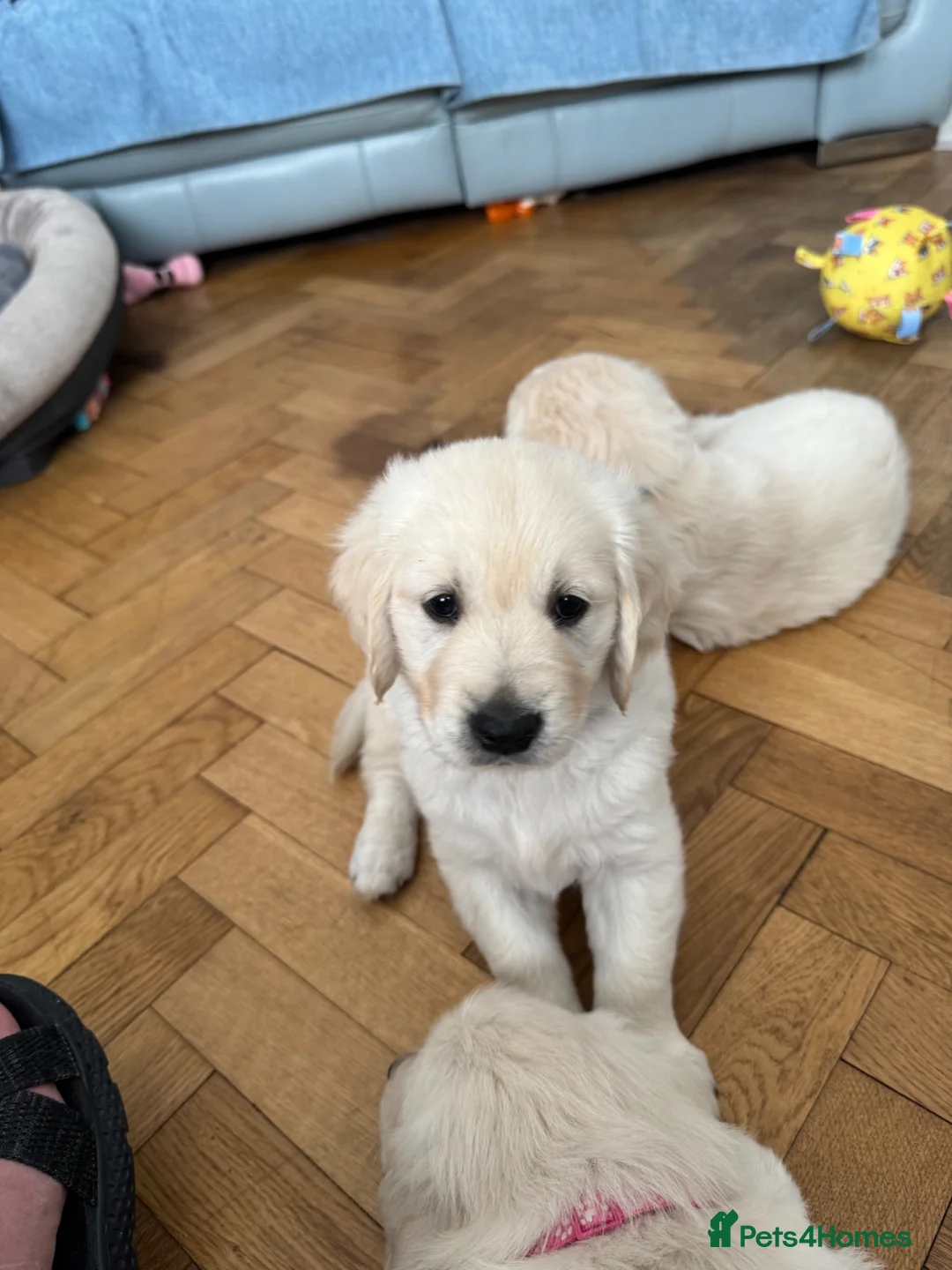 Golden Retriever dogs for sale: Little boy blue  - Advert 1