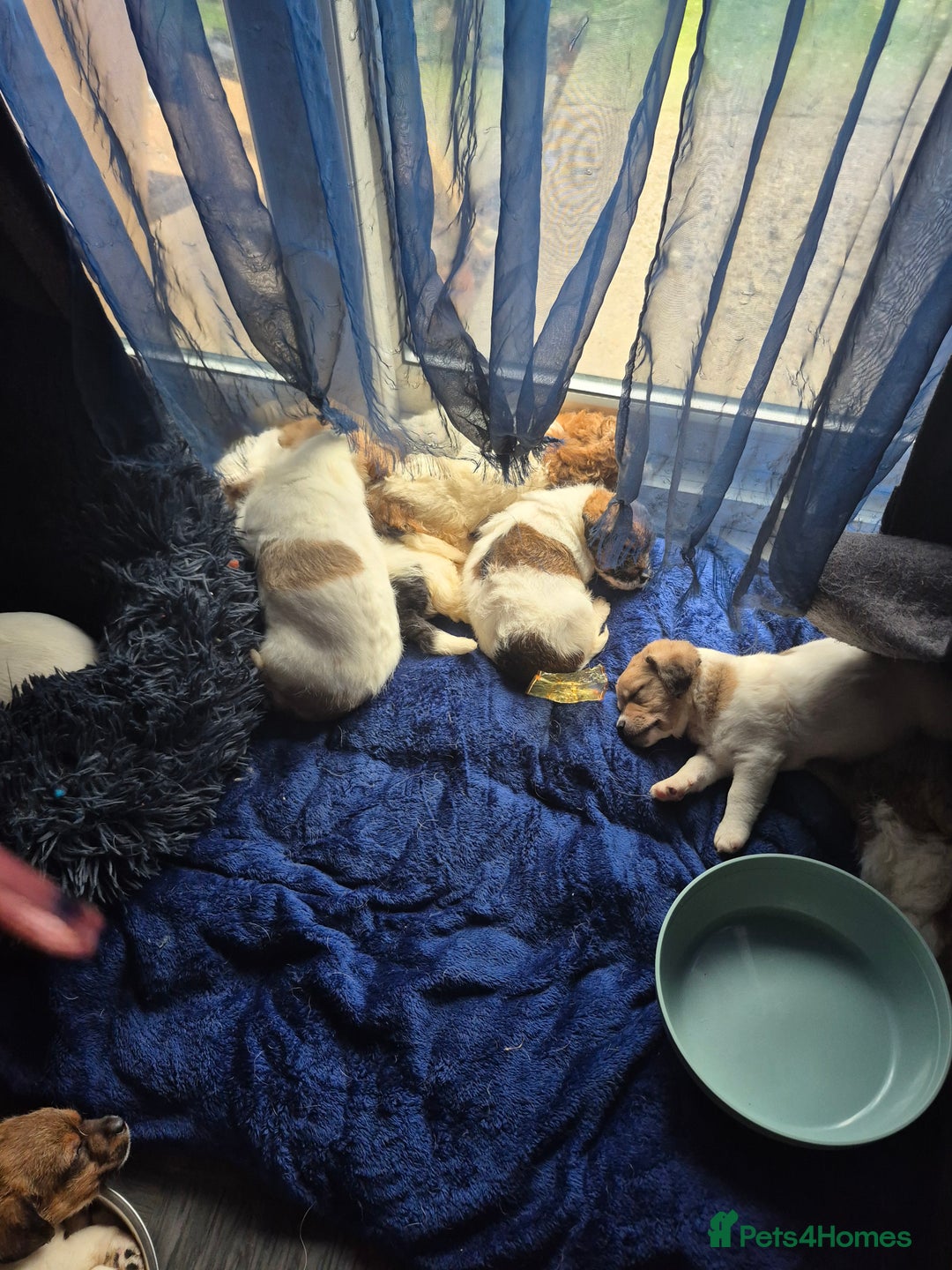 Mixed Breed dogs for sale: Puppies  - Advert 4