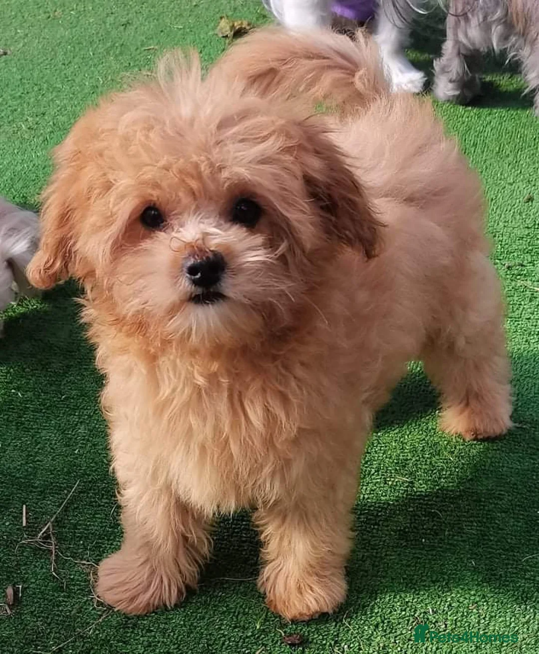 Gallery Image {{count}}