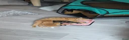 Domestic Shorthair cats for sale: 2 kittens: 1 ginger male and 1 tortie girl - Advert 8