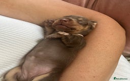 Miniature Dachshund dogs for sale: Smooth haired Miniature Dachshund - Image 23