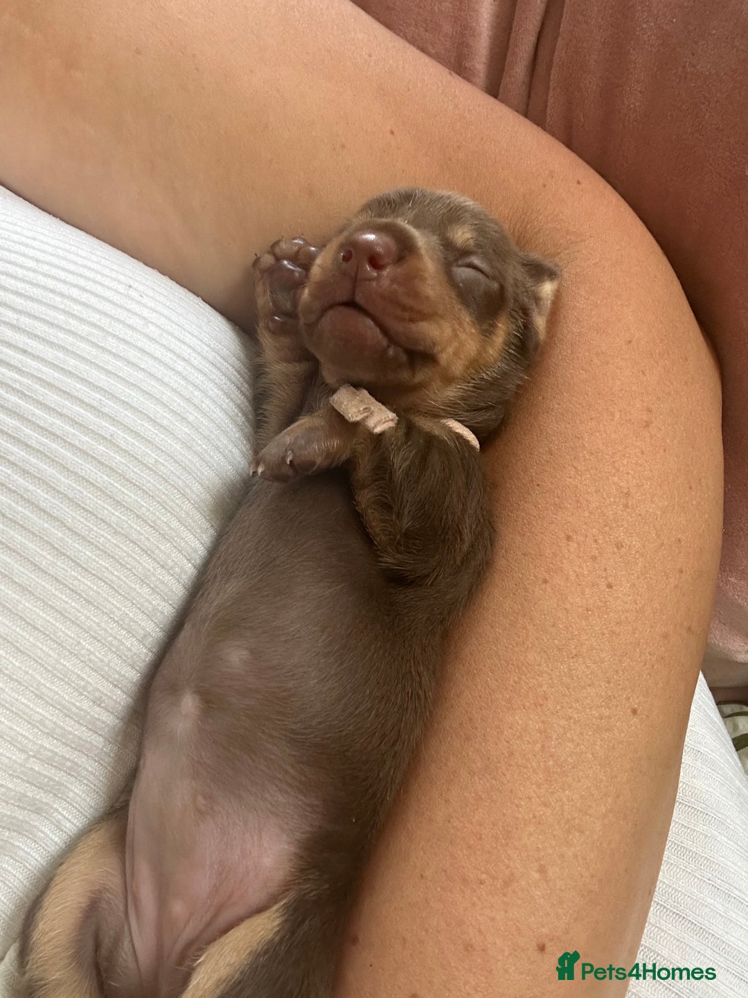 Miniature Dachshund dogs for sale: Smooth haired Miniature Dachshund - Image 23