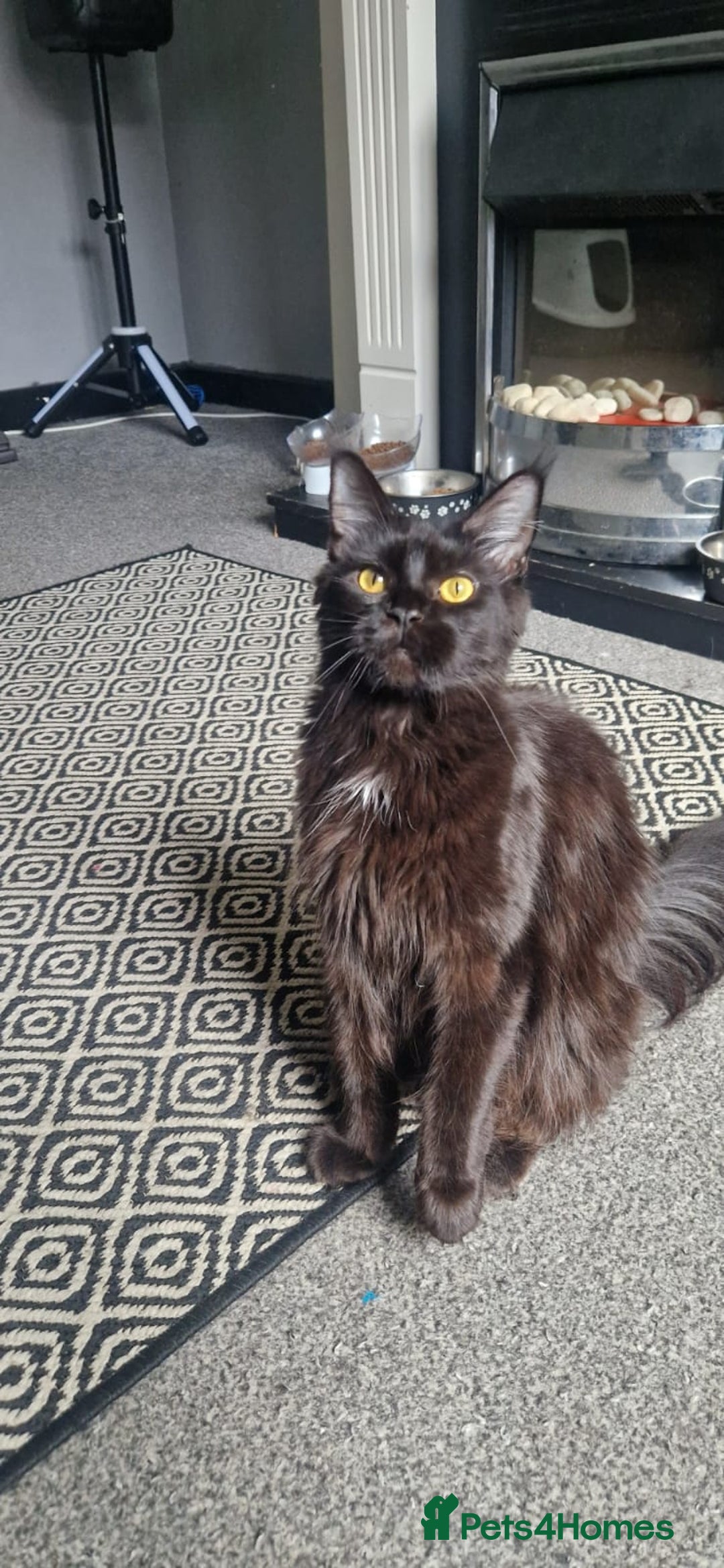 Maine Coon cats for sale: Beautiful GCCF Mainecoon kittens  - Image 22