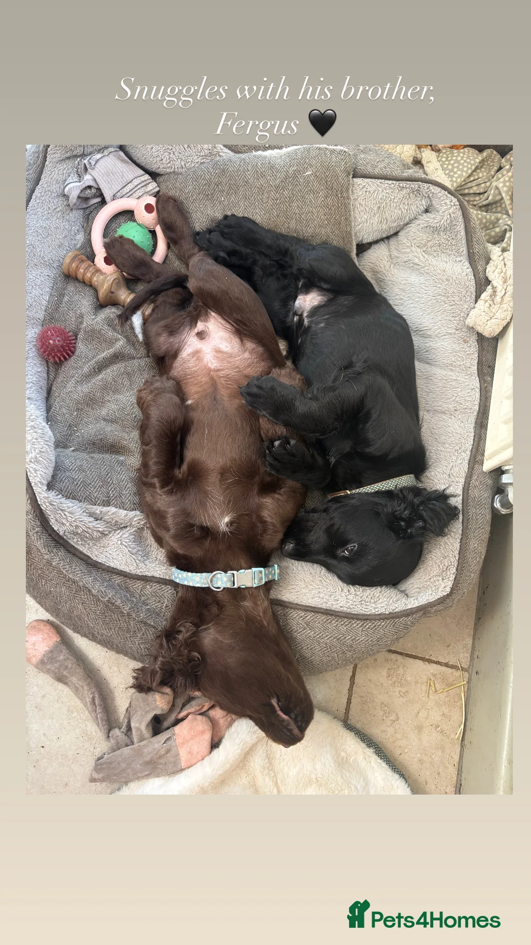 Cocker Spaniel dogs for sale: Beautiful boy remaining Cocker Spaniel Puppies  - Advert 20