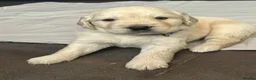 Golden Retriever dogs for sale: KC Golden Retriever Puppies Health Tested Parents - Advert 3