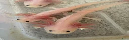 Axolotl reptiles for sale: Young leucistic axolotls  - Advert 4