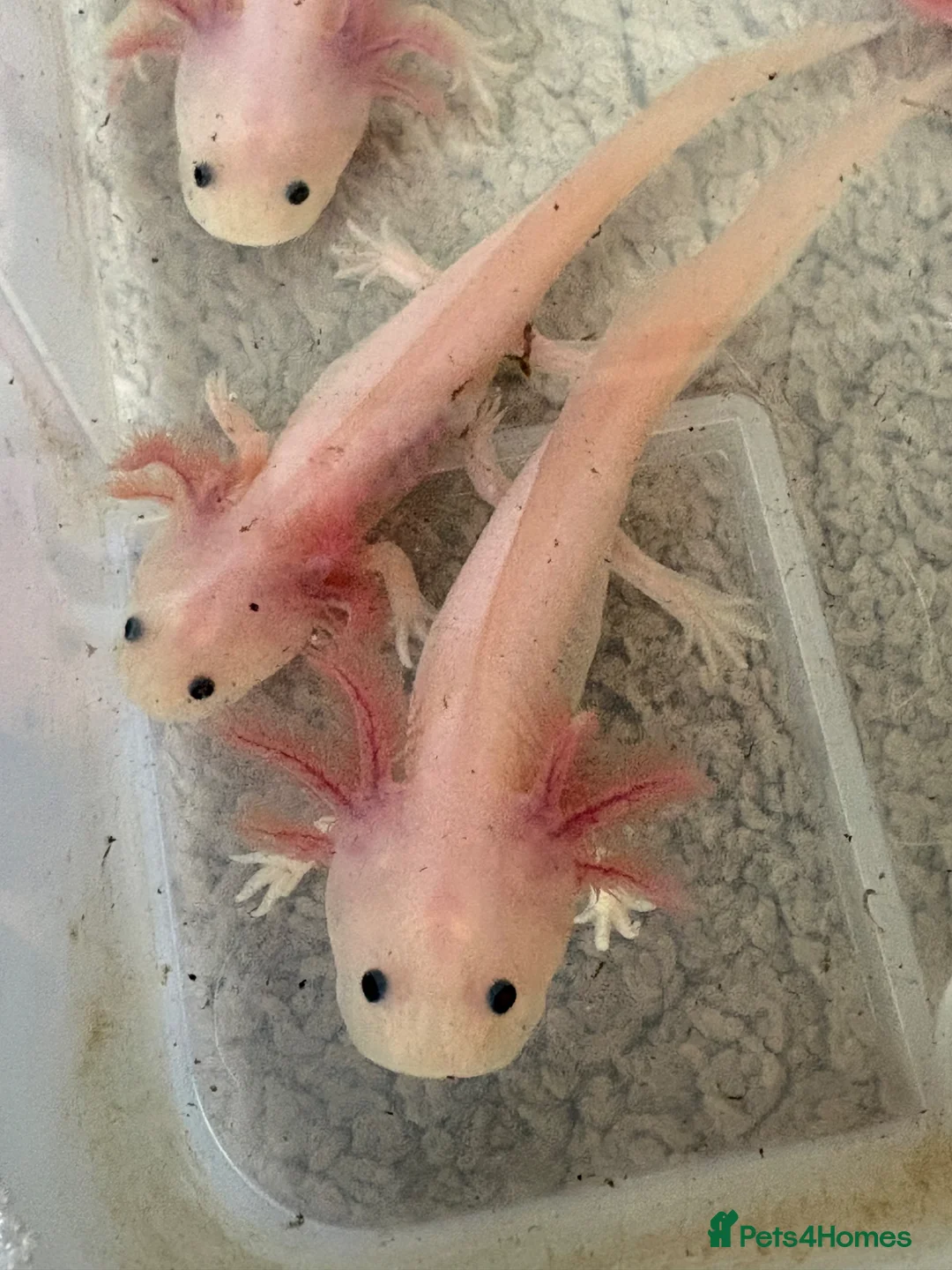 Axolotl reptiles for sale: Young leucistic axolotls  - Advert 4